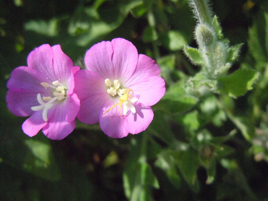 Epilobium hirsutum